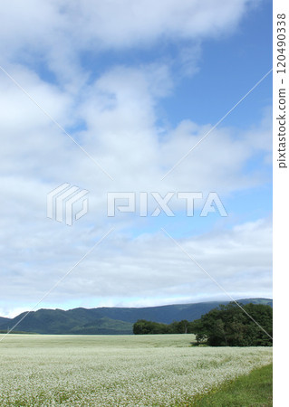 Soba field, buckwheat field, flowers in full bloom 120490338