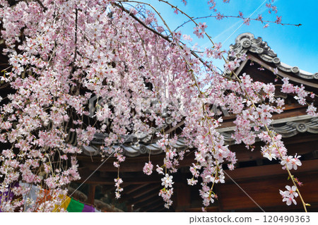京都紫雲山長法寺六角堂美麗的垂枝櫻花盛開(京都市中京區) 京都紫雲山長法寺六角堂美麗的垂枝櫻花盛開(京都市中京區) 120490363