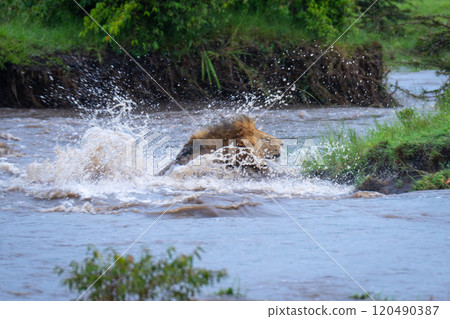 Male lion struggles across river in spray 120490387