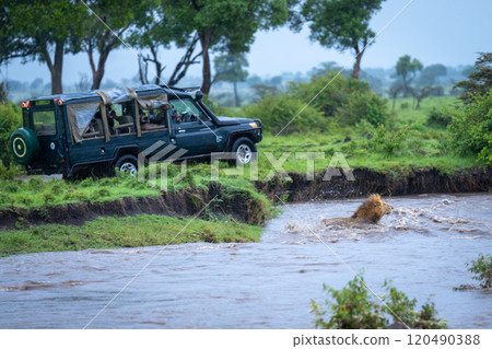 Male lion swims across river near jeep Male lion swims across river near jeep 120490388