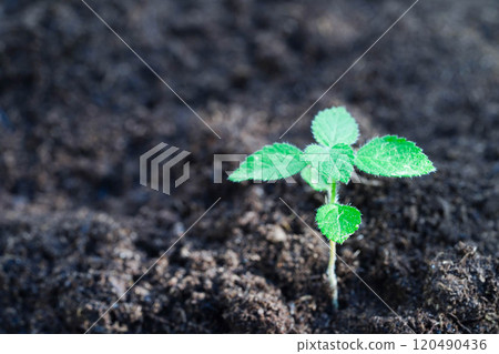 Tree growing with hand, eco earth day, save world, save earth, go green Tree growing with hand, eco earth day, save world, save earth, go green 120490436