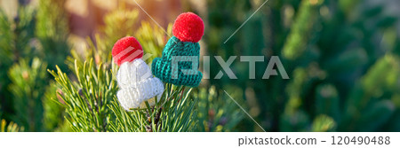 Mini Knitted Hats on Pine Branch in Winter Light, long banner Mini Knitted Hats on Pine Branch in Winter Light, long banner 120490488