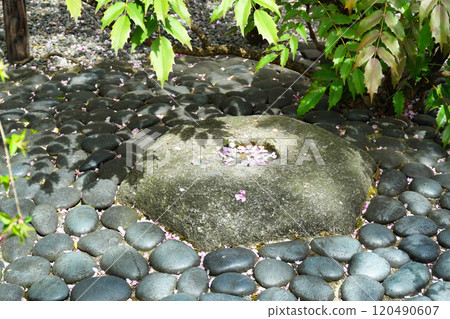 Kyoto Shiunzan Chohoji Temple Rokkakudo Hall Navel Stone and Cherry Blossom Petals (Nakagyo Ward, Kyoto City) Kyoto Shiunzan Chohoji Temple Rokkakudo Hall Navel Stone and Cherry Blossom Petals (Nakagyo Ward, Kyoto City) 120490607
