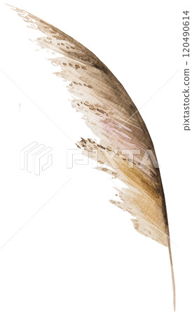 Watercolor dried pampas grass, biege tropical wedding element, Bohemian illustration 120490614