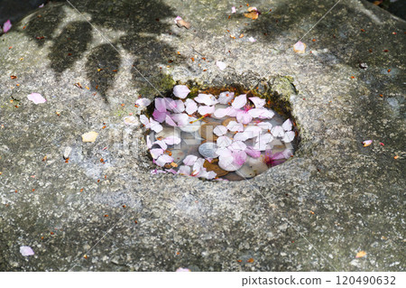 京都紫雲山長法寺六角堂臍石和櫻花花瓣（京都市中京區） 120490632