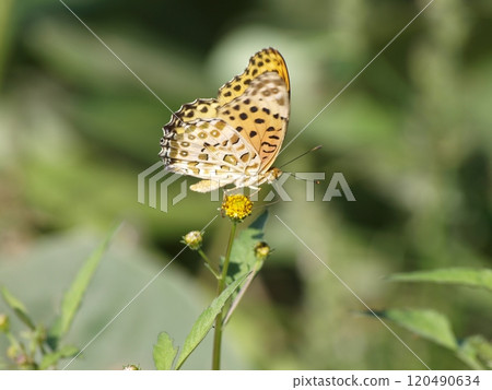 Tsuna claw bruises sucking flower nectar 120490634