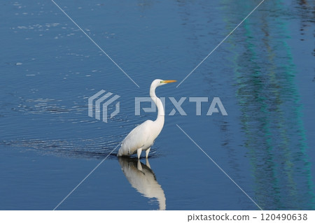 白鷺鷥與藍色水面景觀 120490638