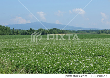 馬鈴薯花馬鈴薯花馬鈴薯田馬鈴薯田馬鈴薯田 120490644