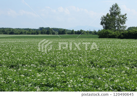 馬鈴薯花馬鈴薯花馬鈴薯田馬鈴薯田馬鈴薯田 馬鈴薯花馬鈴薯花馬鈴薯田馬鈴薯田馬鈴薯田 120490645