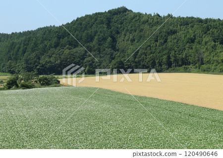 馬鈴薯花馬鈴薯花馬鈴薯田馬鈴薯田馬鈴薯田 120490646