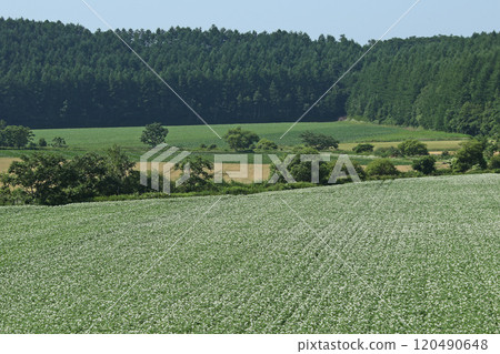 Potato flower Potato flower Potato field Potato field Potato field Potato flower Potato flower Potato field Potato field Potato field 120490648
