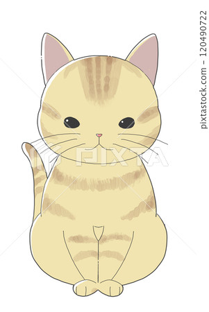 可愛的棕色虎斑貓坐著 120490722