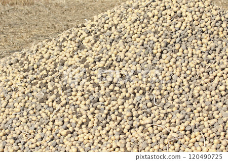 馬鈴薯收穫 馬鈴薯收穫 馬鈴薯田 馬鈴薯田 馬鈴薯田 120490725