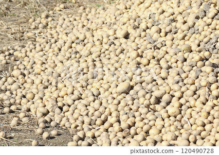 馬鈴薯收穫 馬鈴薯收穫 馬鈴薯田 馬鈴薯田 馬鈴薯田 120490728