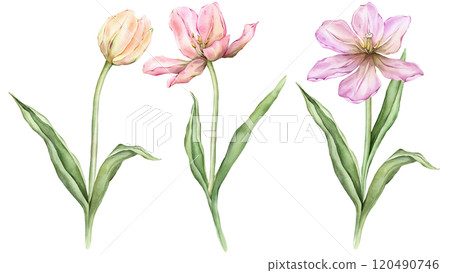 Set of Pastel pink light violet yellow Tulips and open bud watercolor illustration isolated on white background. Hand drawn delicate spring perennial bulbous flower for spring wedding design or card. 120490746