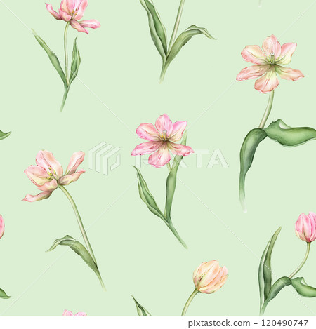 Seamless pattern of pastel pink light yellow bud Tulips watercolor illustration isolated on background. Hand drawn delicate spring perennial bulbous flower for spring wedding repeat design 120490747