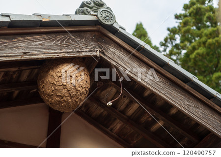 A hornet's nest made in a house A hornet's nest made in a house 120490757