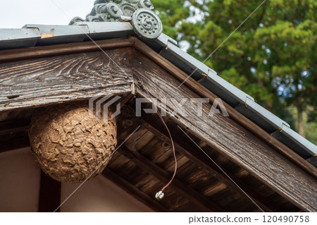 大黃蜂在房子裡築巢 120490758