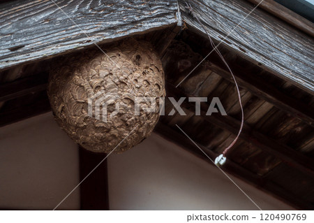 大黃蜂在房子裡築巢 120490769