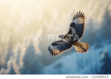 Red-tailed Hawk Soaring Over Snowy Landscape 120490814