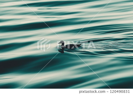 Tranquil Ripples on a Serene Lake Surface 120490831