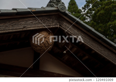 大黃蜂在房子裡築巢 大黃蜂在房子裡築巢 120491009