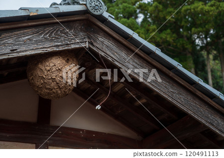A hornet's nest made in a house A hornet's nest made in a house 120491113
