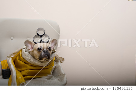 Adorable bulldog dog getting ready for a holiday party with curls on her head, wrapped in a shawl. 120491135
