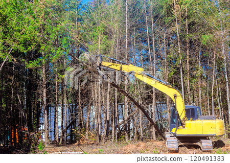 In during preparation for construction, contractors use excavators to uproot trees In during preparation for construction, contractors use excavators to uproot trees 120491383