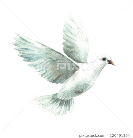 Pigeon. White flying bird, symbol of peace, religious sign Watercolor hand painted illustration in realistic style for greeting card, invitation for first communion, Baptism. Isolated from background Pigeon. White flying bird, symbol of peace, religious sign Watercolor hand painted illustration in realistic style for greeting card, invitation for first communion, Baptism. Isolated from background 120491394