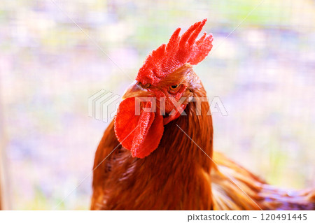 In farm environment, there is rooster portrait with large red rose comb caruncle 120491445
