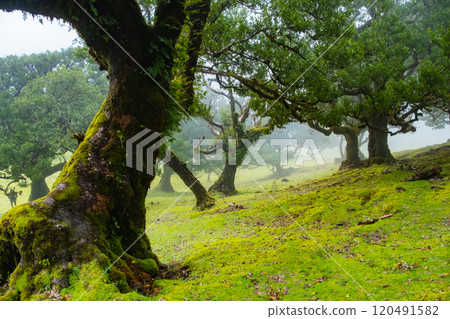 Twisted trees in the fog in Fanal Forest on the Portuguese island of Madeira. Huge, moss-covered trees create a dramatic, scared landscape 120491582