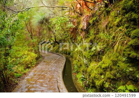 Narrow path along a stone gutter with smoothly flowing water on a mountainside among dense forest, Madeira, Portugal Narrow path along a stone gutter with smoothly flowing water on a mountainside among dense forest, Madeira, Portugal 120491599