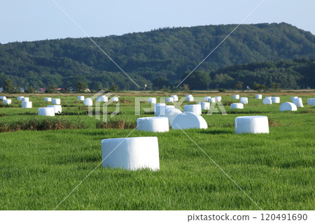 Hokkaido specialty hay roll, hay roll, roll bale wrap silo 120491690