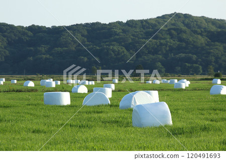 Hokkaido specialty hay roll, hay roll, roll bale wrap silo Hokkaido specialty hay roll, hay roll, roll bale wrap silo 120491693