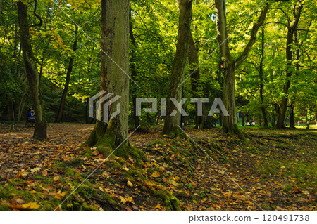 Camera looks up and moves slowly under autum trees. Tree branches and leaves against blue sky. Warm summer day Camera looks up and moves slowly under autum trees. Tree branches and leaves against blue sky. Warm summer day 120491738