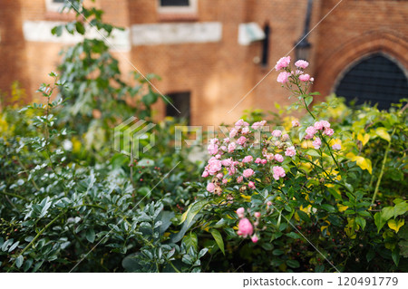 Beautiful pink roses in early morning hours in city garden of Krakow. Nature, summer, travel. Blooming pink rose, flowers close-up.  120491779