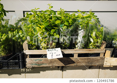 Herbs for sale at market: selective focus on mint for the vegetable garden. Many plant seedlings in plastic boxes on store shelves Herbs for sale at market: selective focus on mint for the vegetable garden. Many plant seedlings in plastic boxes on store shelves 120491786