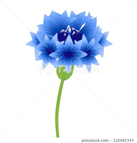 Cornflower on a white background. 120492343