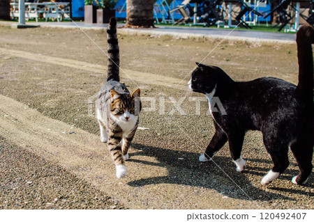 stray cats on the streets and beaches of Cyprus stray cats on the streets and beaches of Cyprus 120492407
