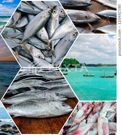 Fisheries on the coast of Sri Lanka. Photo collage. 120492590