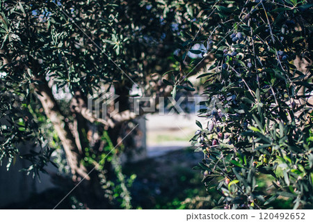 the black olives on an olive tree the black olives on an olive tree 120492652