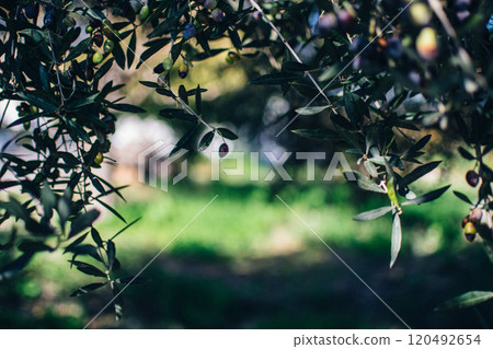 the black olives on an olive tree 120492654