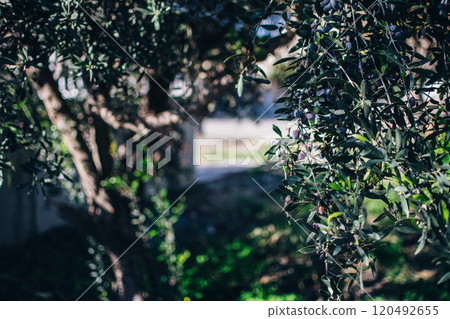the black olives on an olive tree the black olives on an olive tree 120492655
