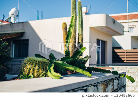 huge cactus decorates the yard of a house 120492666