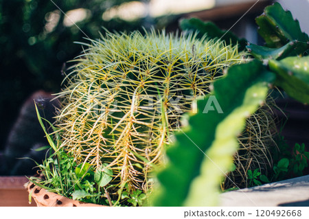 huge cactus decorates the yard of a house huge cactus decorates the yard of a house 120492668