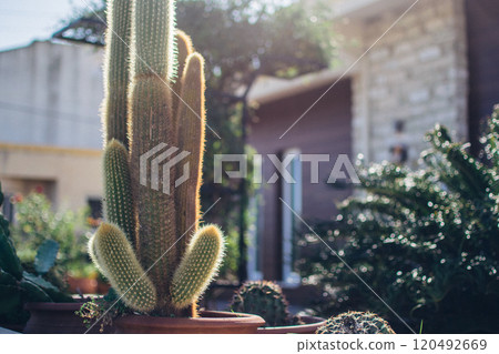 huge cactus decorates the yard of a house huge cactus decorates the yard of a house 120492669