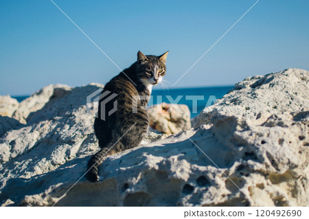 stray cats on the streets and beaches of Cyprus 120492690