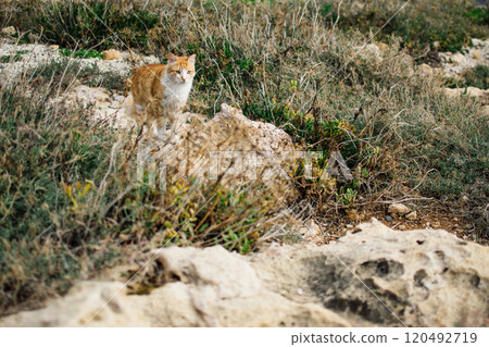 stray cats on the streets and beaches of Cyprus 120492719