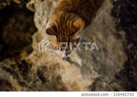 stray cats on the streets and beaches of Cyprus 120492720